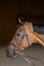 HFI wavy bridle - HorseworldEU