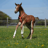 Herm. Sprenger foal harness 45744