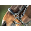 Hfi combo bridle / halter HFI