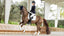 LeMieux ProSorb Plain 2 Pocket dressage Square - HorseworldEU