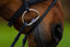 Trust Amsterdam Combined noseband bridle anatomic - HorseworldEU